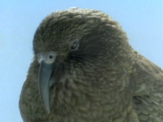 Thumbnail from title in Snow | NZ On Screen