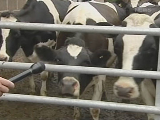 Thumbnail from title in The Cow Collection | NZ On Screen
